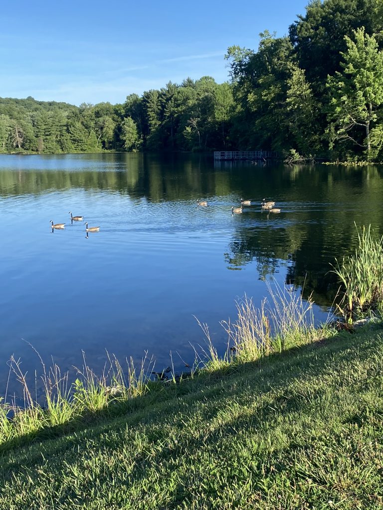geese swimming in Lincoln Lake