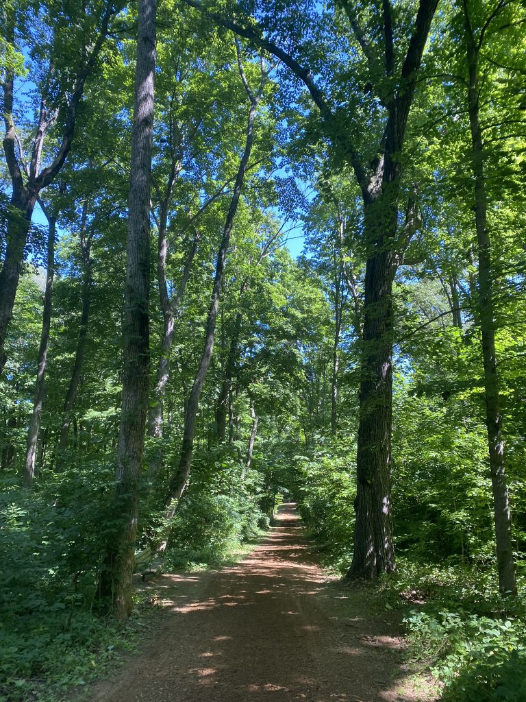 large trees lining path
