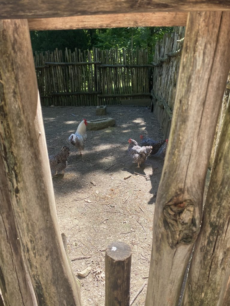 chickens in pen at lincoln boyhood memoria