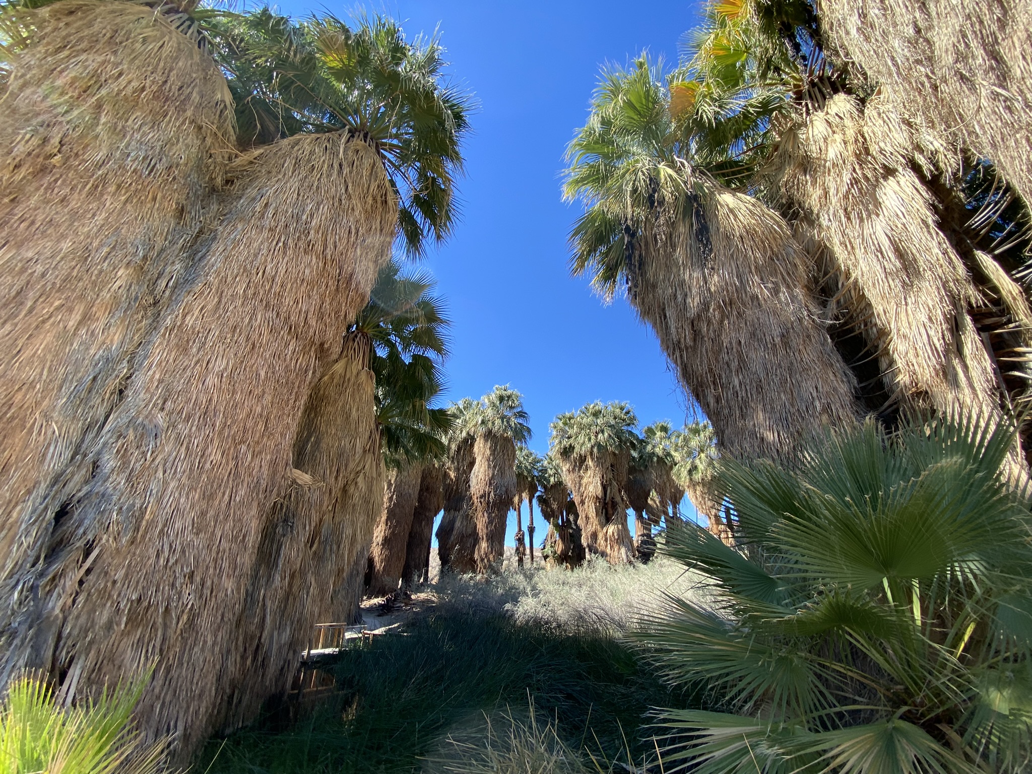 thousand palms oasis