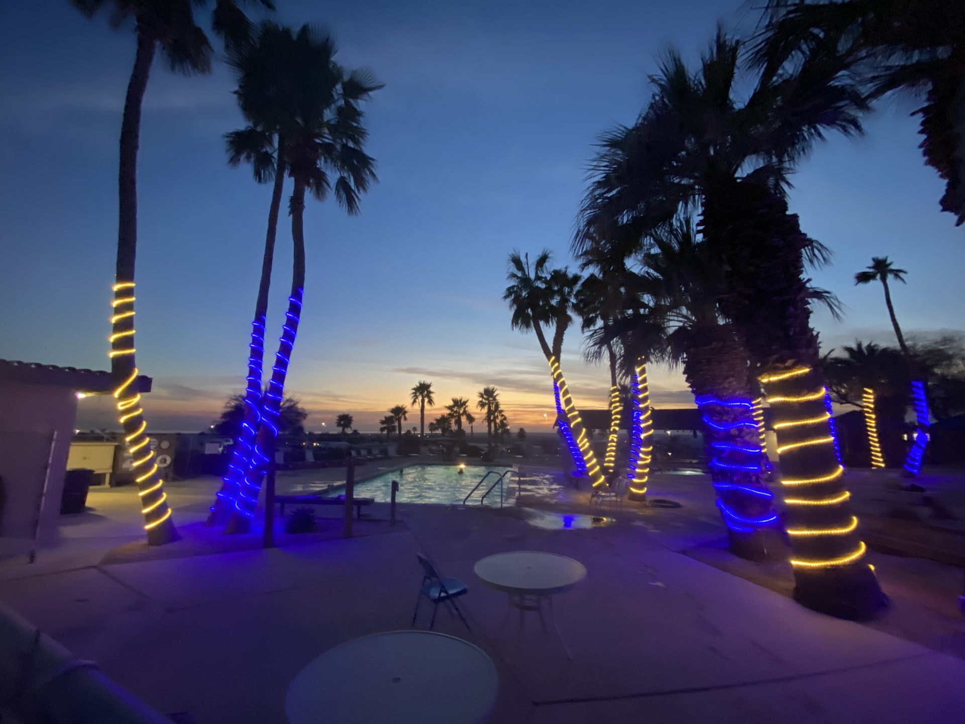 palm lit trees sunset