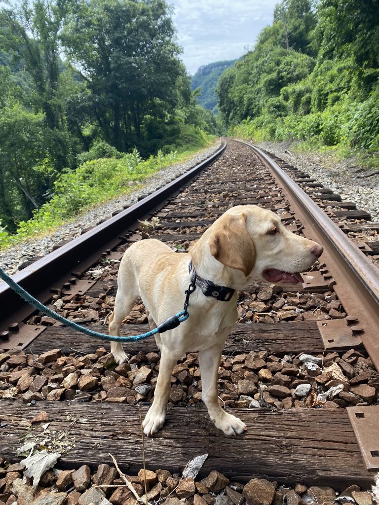 dog on rail tracks