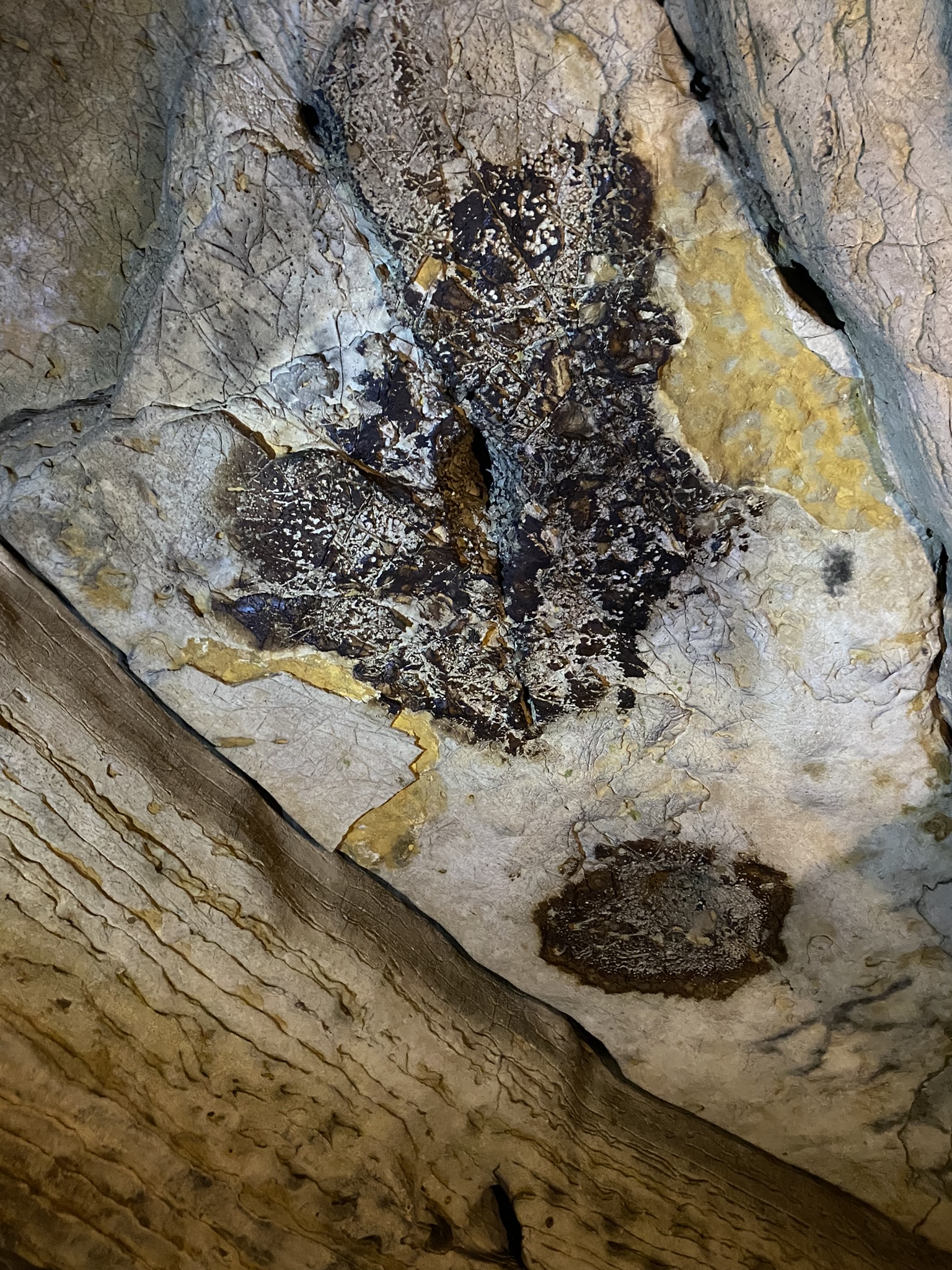 bat marks on the ceiling in Mark Twains Cave