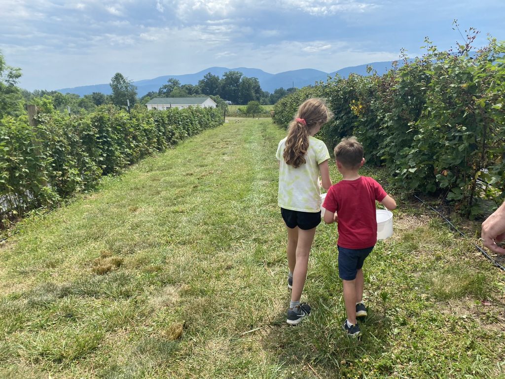 picking berries at Critzer Family Farm