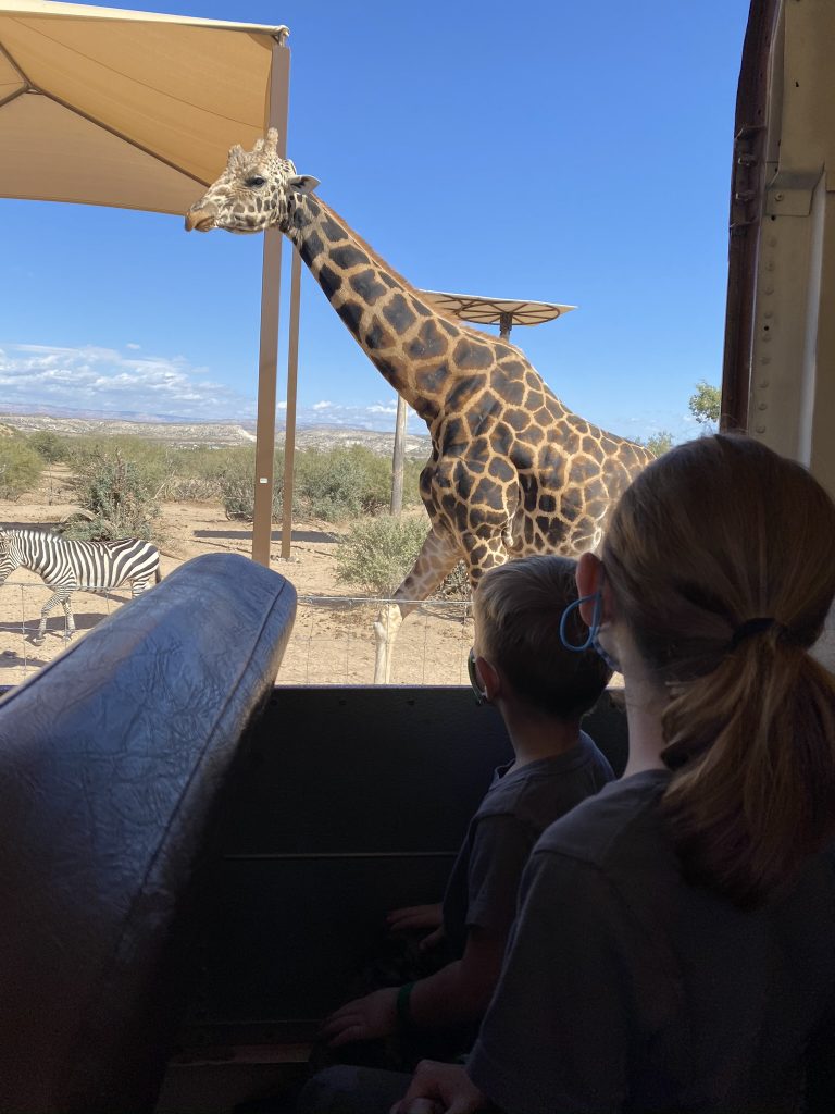 Bus ride through giraffes