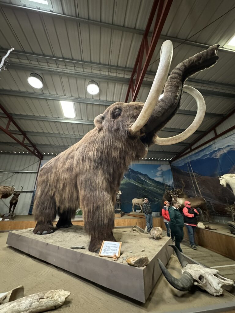 Wolly Mammoth