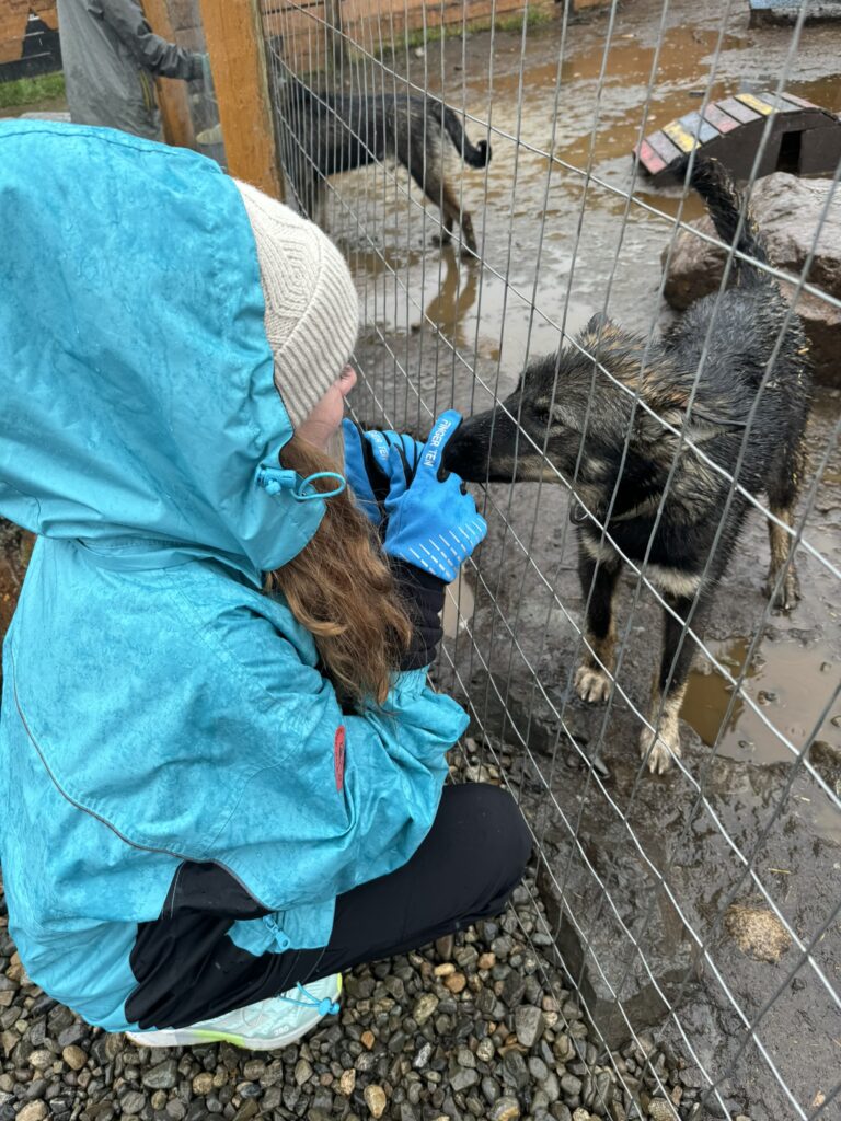 carcross sled puppies